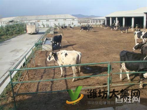 {快租免費(fèi)尋址}壽光稻田鎮(zhèn)東龐陳村養(yǎng)殖場(chǎng)出租