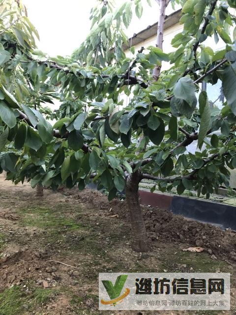 臨朐 出售大美早 櫻桃樹